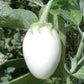 Eggplant Golden Eggs plant seeds Vesta Market