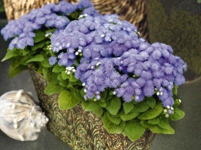 Flossflower Blue and White 800 seeds - Vesta Market