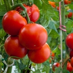 Tomato Remiz F1 10 Seeds Vesta Market