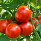 Tomato Remiz F1 10 Seeds Vesta Market