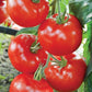 Perfect Baron F1 Tomato Seeds NON GMO Vesta Market