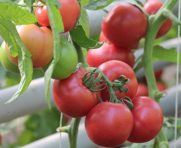 Perfect Baron F1 Tomato Seeds NON GMO Vesta Market