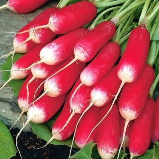 Organic Radish French Breakfast seeds 5 grams - Vesta Market
