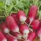 Organic Radish French Breakfast seeds 5 grams Vesta Market
