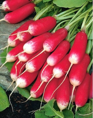 Organic Radish French Breakfast seeds 5 grams - Vesta Market