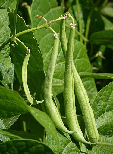 30 grams 1oz. ORGANIC European Beans Dwarf Phaseolus vulgaris Slenderette BIO - Vesta Market