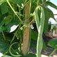 30 grams 1oz. ORGANIC European Beans Dwarf Phaseolus vulgaris Slenderette BIO Vesta Market