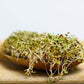 10 grams Organic Broccoli Raab seeds for sprouts Vesta Market
