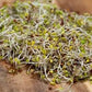 10 grams Organic Broccoli Raab seeds for sprouts - Vesta Market