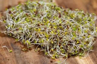 10 grams Organic Broccoli Raab seeds for sprouts Vesta Market