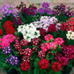 Garden Verbena Mix colors 100 seeds Vesta Market