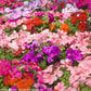 Busy Lizzie Flower 50 seeds mix colors - Vesta Market