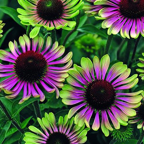 Coneflower Green Twister 50 Seeds - Vesta Market