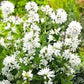 Clustered Bellflower White 100 Seeds Vesta Market