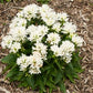 Clustered Bellflower White 100 Seeds Vesta Market