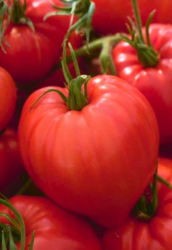 Tomato Herodes 60 seeds Vesta Market