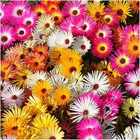 Livingston Daisy Mix Colors 500 seeds - Vesta Market