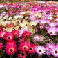 Livingston Daisy Mix Colors 500 seeds Vesta Market