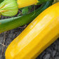 Zucchini Atena Polka 20 seeds Vesta Market