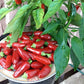 Siberian House Pepper 10 seeds Vesta Market