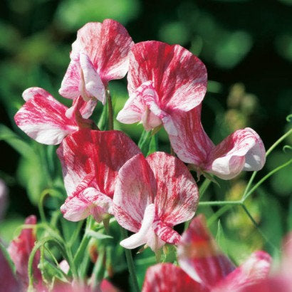 Fragrant Lathyrus Odoratus "Old Spice America" 25 seeds - Vesta Market