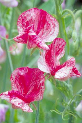Fragrant Lathyrus Odoratus "Old Spice America" 25 seeds Vesta Market