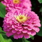 Zinnia Flower Pink 50 Seeds Vesta Market