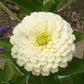 Zinnia Flower White 50 Seeds Vesta Market