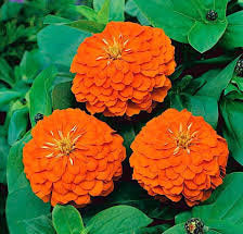 Zinnia Flower Orange 50 Seeds Vesta Market