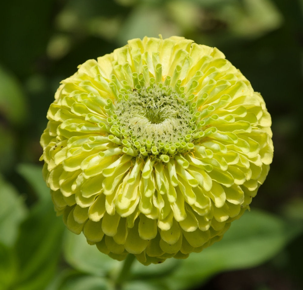 Zinnia Envy Flower 1g Vesta Market