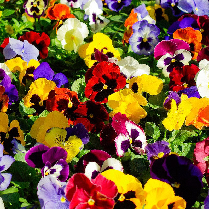 Swiss Pansy Mixed Colors 50 seeds Vesta Market