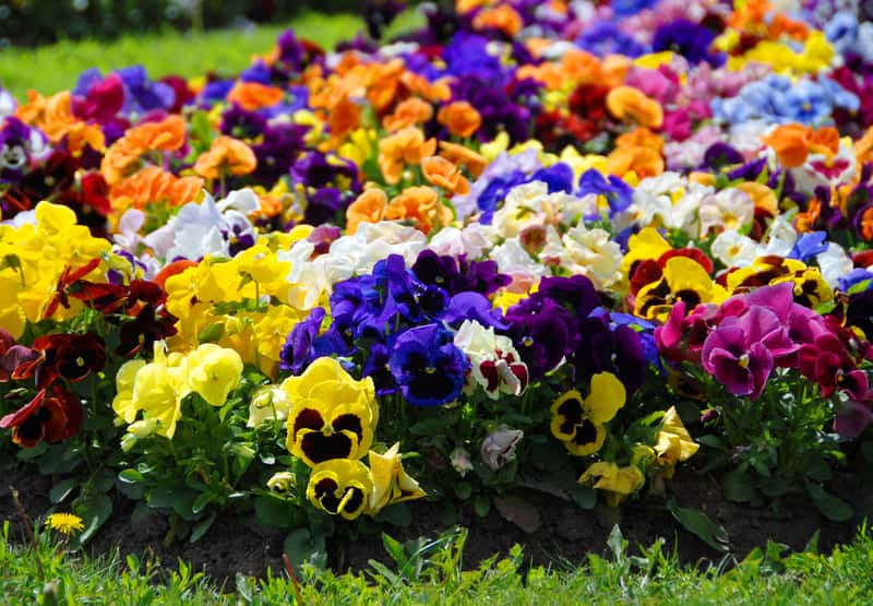 Swiss Pansy Mixed Colors 50 seeds Vesta Market