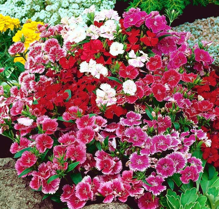 China Pink Flower Mixed Colors 100 seeds Vesta Market