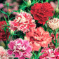 China Pink Flower Mixed Colors 100 seeds - Vesta Market