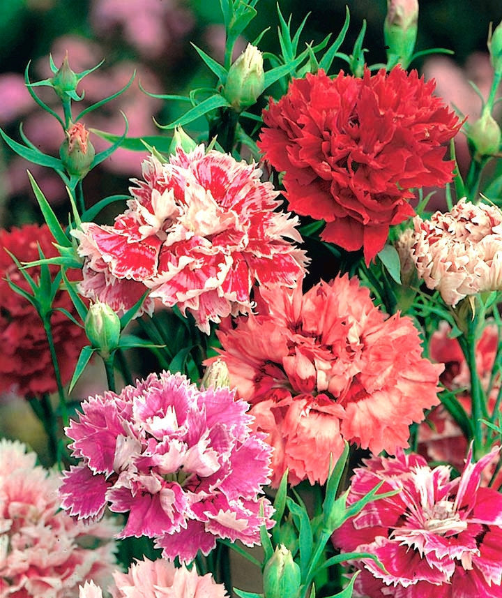 China Pink Flower Mixed Colors 100 seeds - Vesta Market
