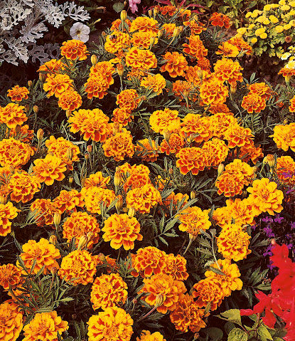 French Marigold Brocade 50 seeds - Vesta Market