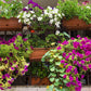 Balcony Flower Mix 200 seeds - Vesta Market