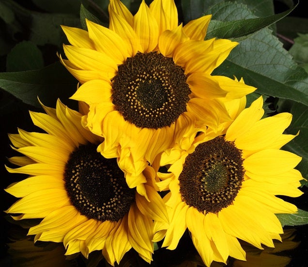 Sunflower Taiyo 50 seeds Vesta Market