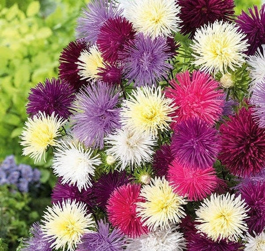 Aster Tall Needle Mixed Colors 200 seeds Vesta Market