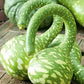 Gourd Cobra Unique 6 seeds - Edible Flowers Vesta Market
