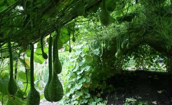 Gourd Cobra Unique 6 seeds - Edible Flowers - Vesta Market