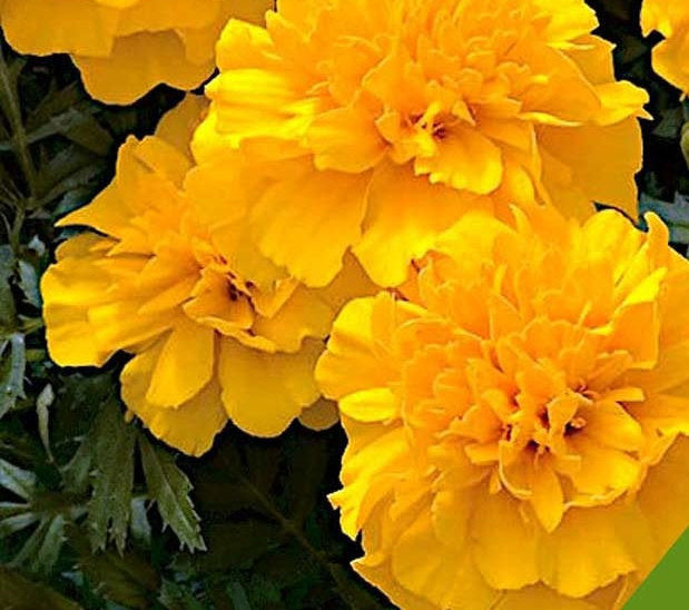 French Marigold Gypsy Sunshine 50 seeds - Vesta Market