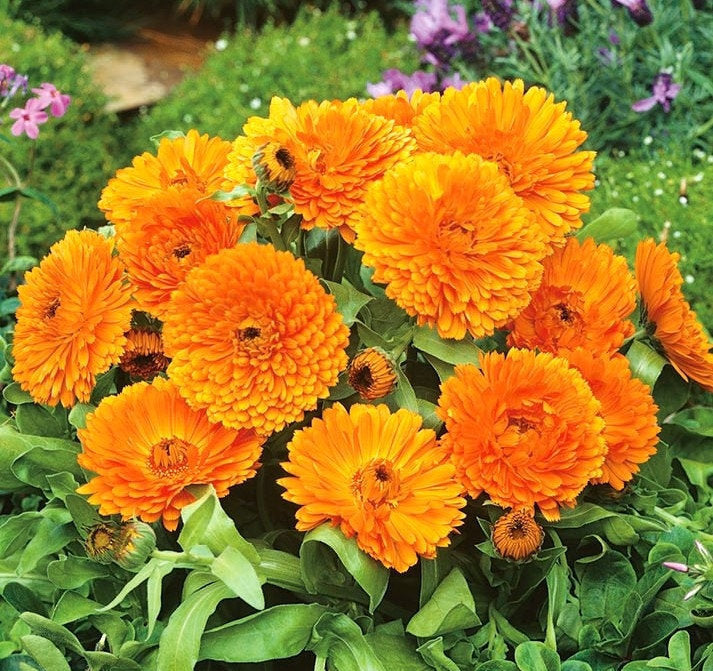 Marigold Dwarf Orange Gem 50 seeds Vesta Market
