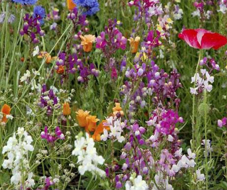 Fragrant Flower Mix 100 seeds - Vesta Market