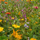 Fragrant Flower Mix 100 seeds Vesta Market
