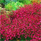 Dotted Carnation Red 100 seeds Vesta Market