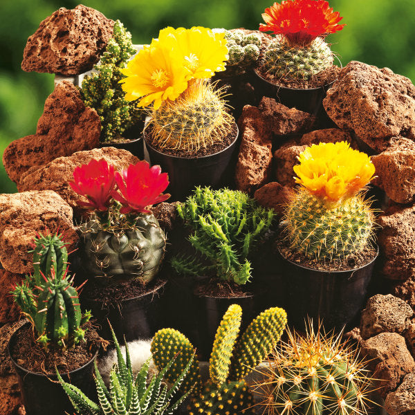 Super easy to grow Cactus Mix types Vesta Market