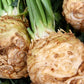 Celery Root Maxim 100 Seeds Vesta Market