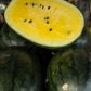 European Watermelon Janosik 10 seeds - Vesta Market