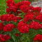 Sweet William Flower Scarlet Beauty 100 seeds Vesta Market